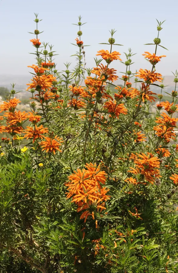 Wild Dagga